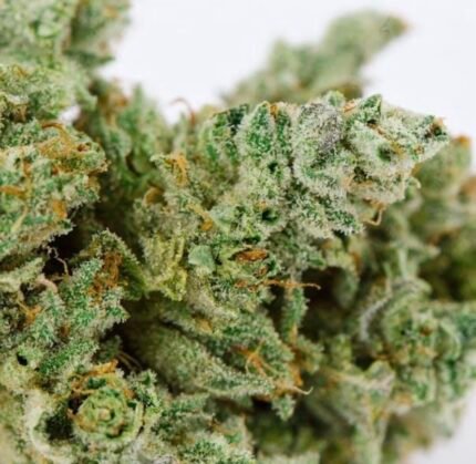 Gorilla Glue (GG4) Flower – 28g (1 Ounce) hybrid